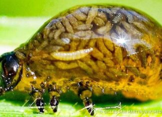 10 Creatures possessing supernatural powers in Real Life