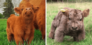 Pretty animal face angles