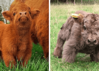 Pretty animal face angles