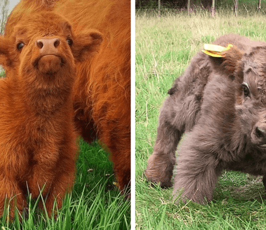 Pretty animal face angles