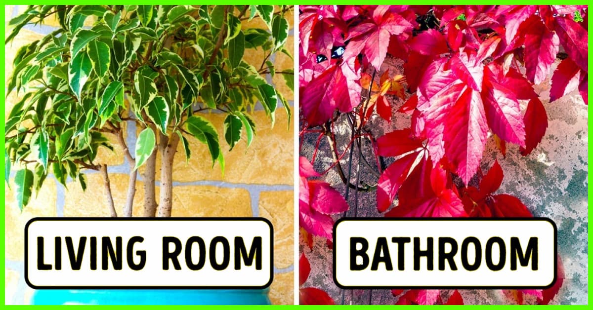 Plants For Every Room At Your Home