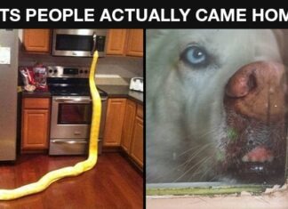 Strange And Annoying Things To See When You Come Home