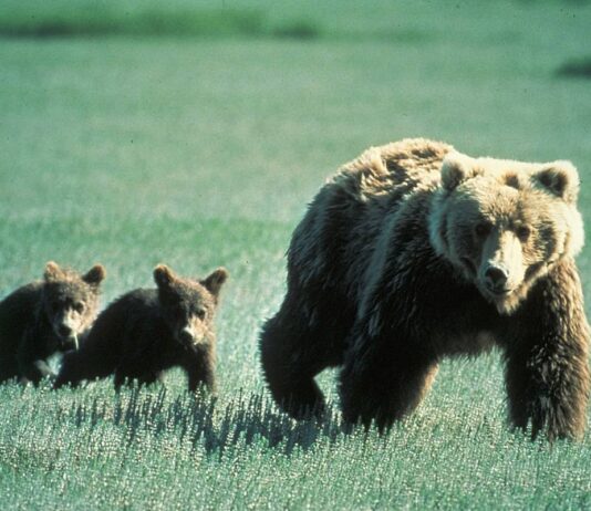 who runs faster? grizzly bear or horses