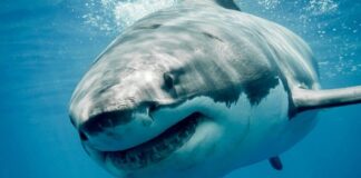 300 teeth? seriously