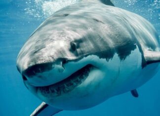 300 teeth? seriously