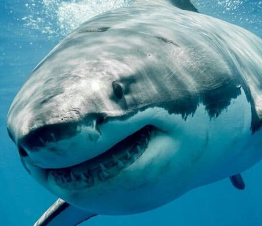 300 teeth? seriously
