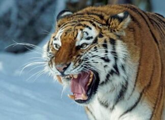 vengeful tigers