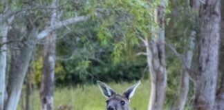 flexes of the male kangaroo