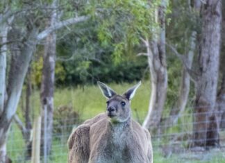 flexes of the male kangaroo