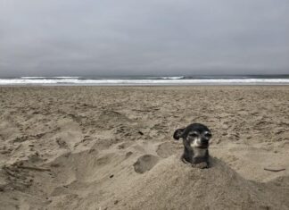 dog in the beach