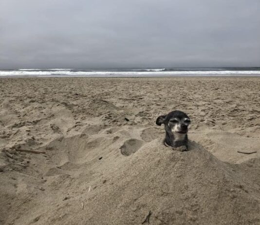 Some Unlucky Things That Will Make You Think that The Day Should Not Come Again In Your Life dog in the beach