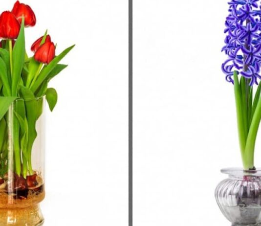 Botanical Miracles With A Glass Of Water