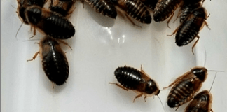 dubai roaches