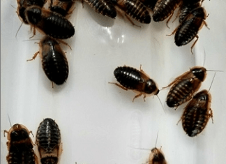 dubai roaches