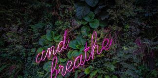 A close up of a flower Description automatically generated