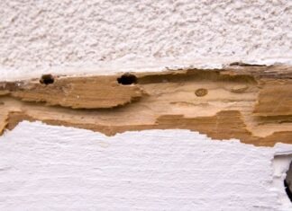 What to do when you first discover termites in your home