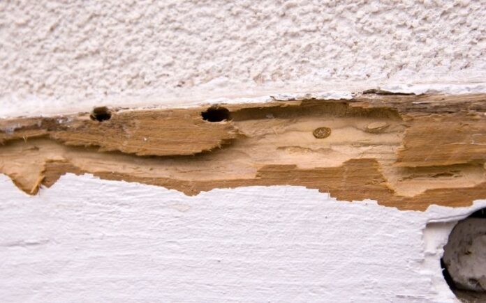 Termites in Home
