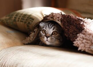 Everything you need to know about Custom Cat Pillow