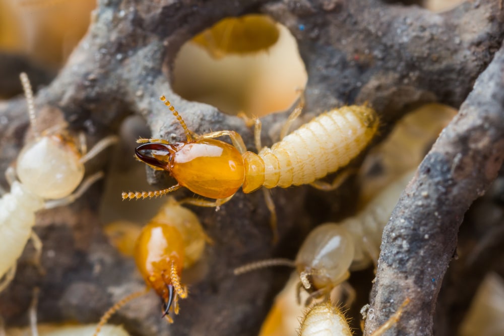 Where can I find Termite control in Palm Beach Gardens Fl?