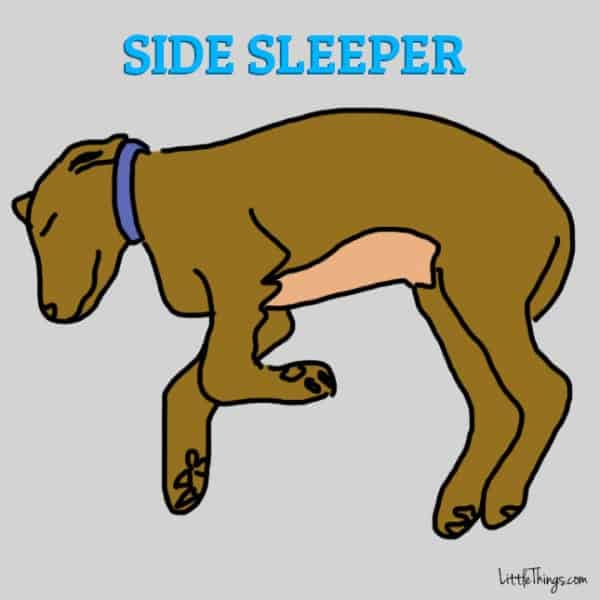 6 Dog sleeping position and what they mean