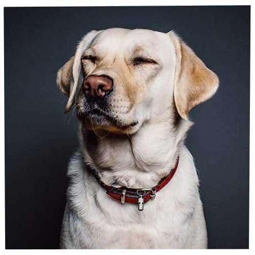 Your Personality Based On The Dog Breed You Pick