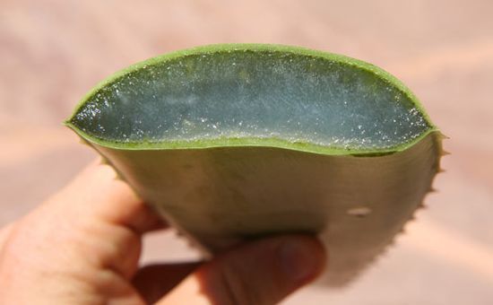Best Uses Of Aloe Vera That Will Blow Your Mind