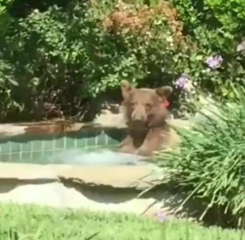 The Bear Drinking Margarita in a Hot Tub 