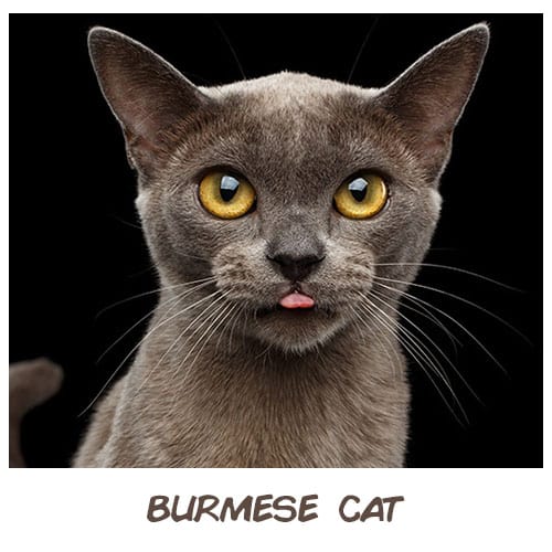 What Is The Best Cat For Your Zodiac Sign That Will Suit Your Personality