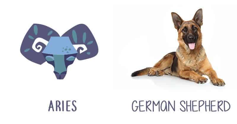 Dog is compatible with your zodiac sign