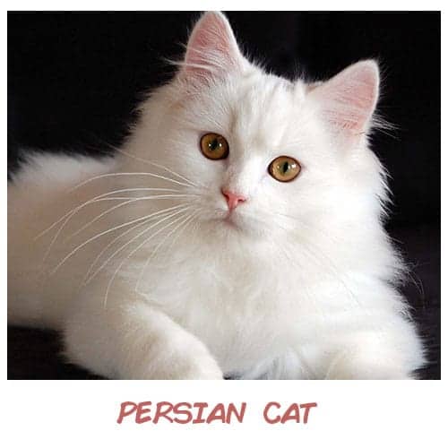 What Is The Best Cat For Your Zodiac Sign That Will Suit Your Personality?