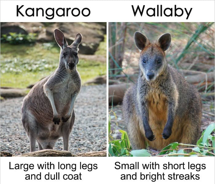 20+Common words or things that sound similar but mean different things