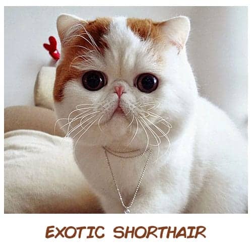 What Is The Best Cat For Your Zodiac Sign That Will Suit Your Personality