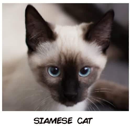 What Is The Best Cat For Your Zodiac Sign That Will Suit Your Personality?