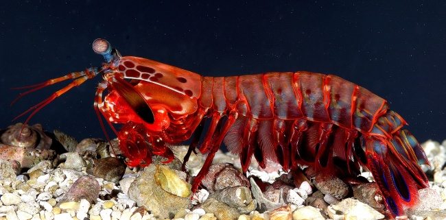 10 Creatures with supernatural powers in real life