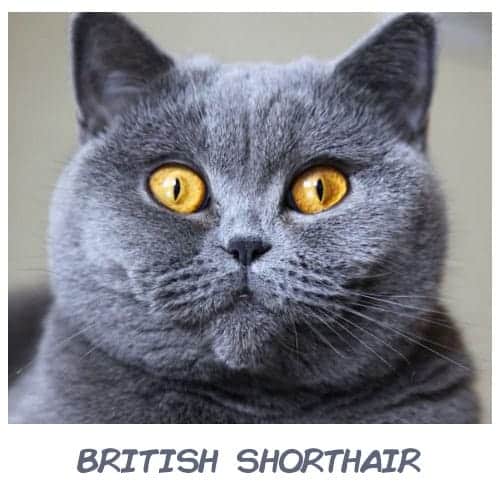 What Is The Best Cat For Your Zodiac Sign That Will Suit Your Personality?