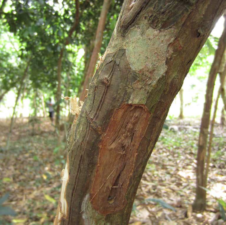 Can You Guess Where These Foods Come From