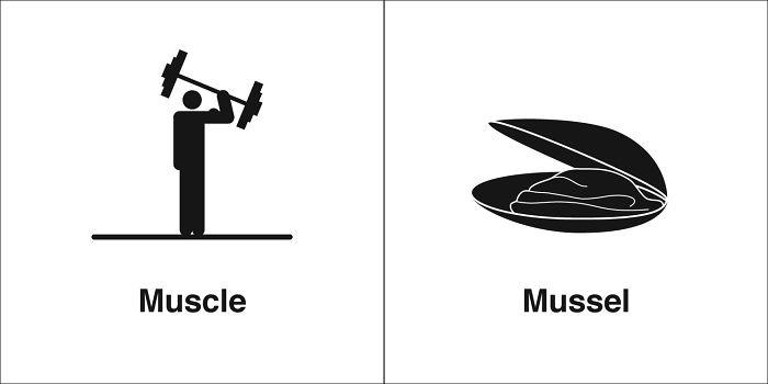 Muscle, Mussel