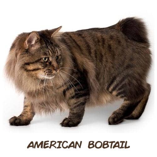 What Is The Best Cat For Your Zodiac Sign That Will Suit Your Personality