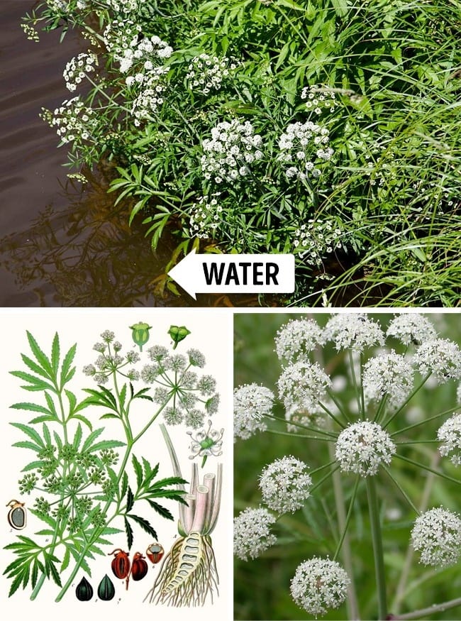 6 deadliest plants you must stay away from them