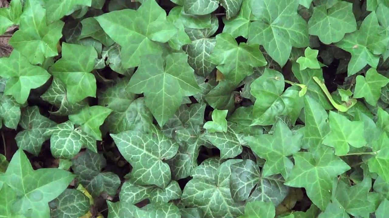 The Best Room Plants To Purify The Air In Your Home