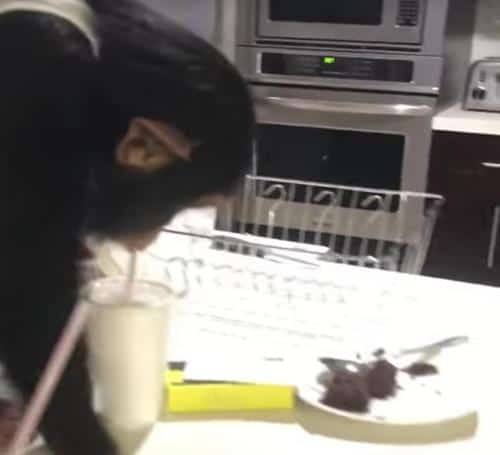 So excited chimpanzee meets his old caretakers