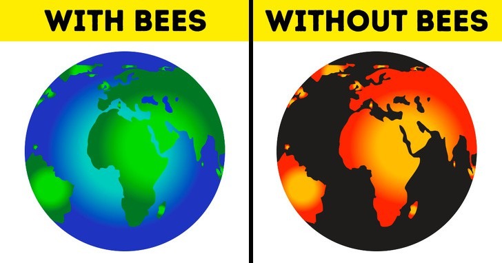 Spoon Of Sugar Water For Bees To Save Human Race