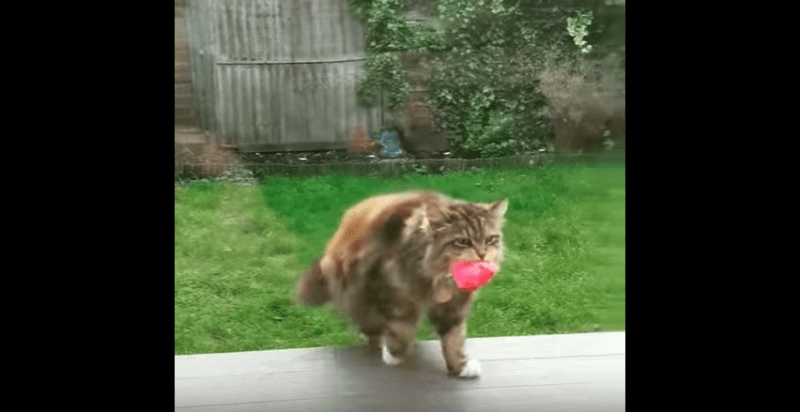 Cat Brings Flowers to Neighbors From Her Garden Regularly