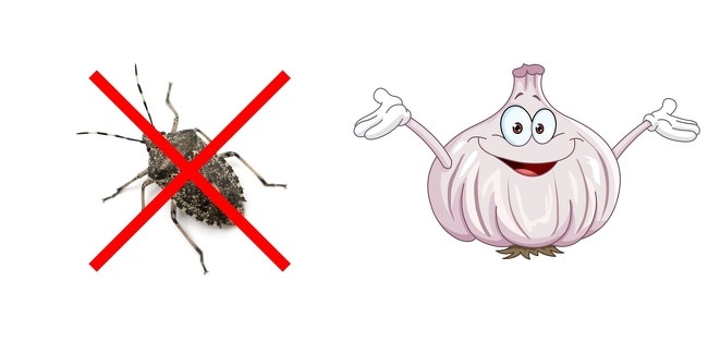 How to get rid of insects in your house