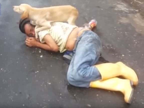 The Loyal Dog Protects His Drunk Owner By Staying On His Aside