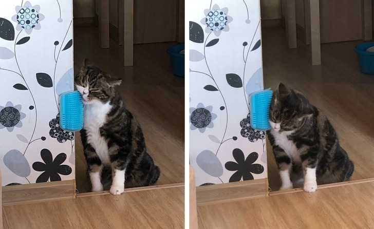 10 Life hacks for the cat owners that every cat owner will love