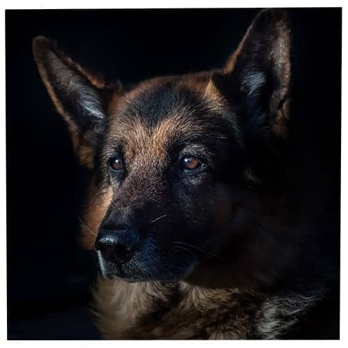 Your Personality Based On The Dog Breed You Pick