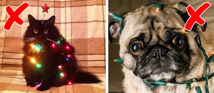 How to keep your pets safe during the holidays