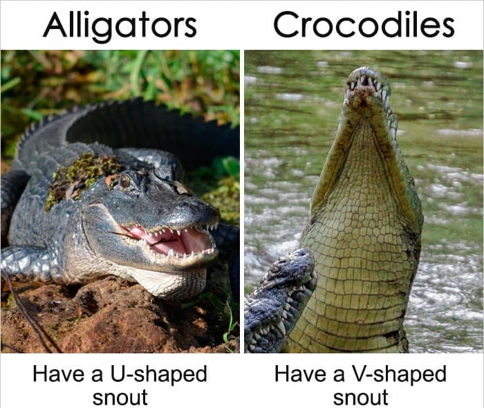 20+Common words or things that sound similar but mean different things