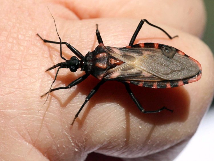 Be aware of kissing bugs that are really dangerous